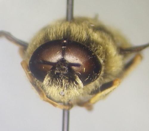 Stratiomys cenisia